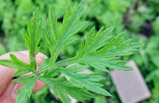 艾叶泡脚的功效与作用：长期用艾叶泡脚，身体会有哪些改变？