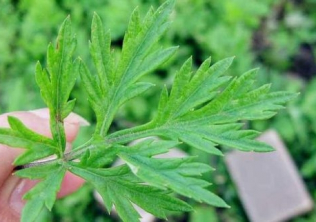 艾叶泡脚的功效与作用-艾叶泡脚和艾灸的作用一样吗